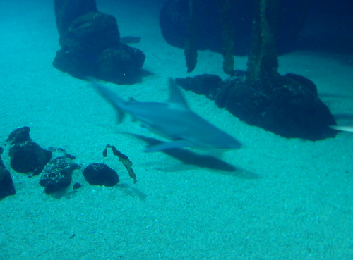 L'Oceanogr&agrave;fic Center.